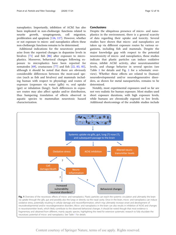 Neurotoxicity pathway diagram