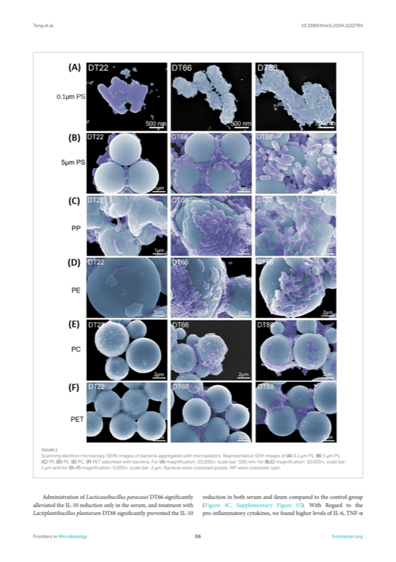SEM of bacteria aggregating with microplastics