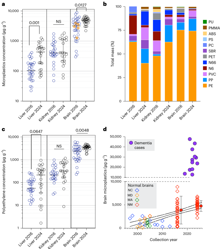 Figure 1: MNP concentrations in liver, kidney, and brain from 2016 and 2024 autopsy samples, polymer distribution, and temporal trends