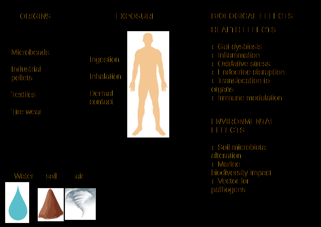 Diagram showing the origins of microplastics (microbeads, industrial pellets, textiles, tire wear), their environmental dispersal through water, soil, and air, human exposure routes (ingestion, inhalation, dermal contact), and resulting biological effects including gut dysbiosis, inflammation, oxidative stress, endocrine disruption, organ translocation, and immune modulation