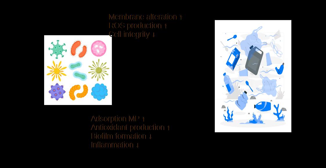Diagram of bidirectional interactions between microorganisms (probiotics, shown as colorful bacteria on the left) and microplastics (shown as plastic debris on the right). Top arrows show MPs disrupting microbes: membrane alteration up, ROS production up, cell integrity down. Bottom arrows show probiotics countering MPs: adsorption of MPs up, antioxidant production up, biofilm formation down, inflammation down.
