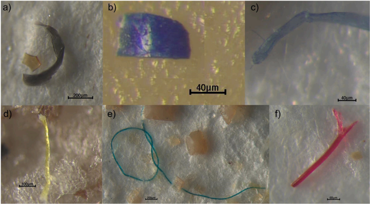 Microscopy photos showing various types and shapes of microplastics extracted from cadaver stomachs: films, fragments, and fibers in blue, black, transparent, yellow, green, and red colors.