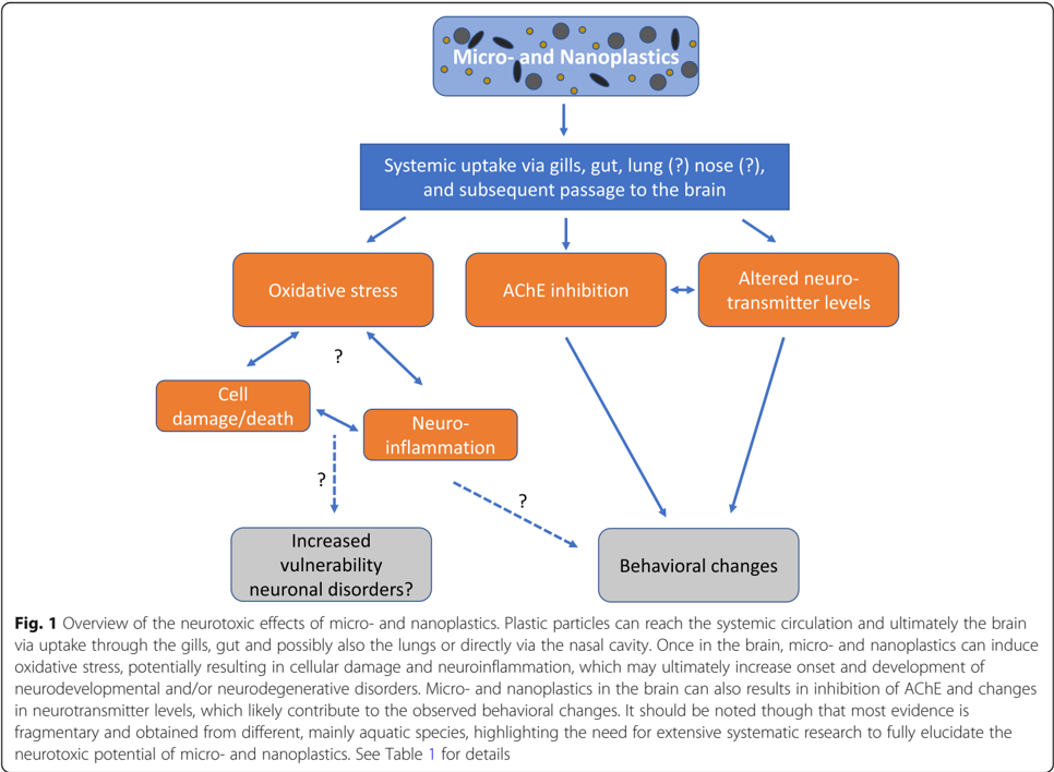 Flowchart overview of the neurotoxic effects of micro- and nanoplastics: systemic uptake leads to oxidative stress, AChE inhibition, and altered neurotransmitter levels, potentially causing neuroinflammation, cell damage, behavioral changes, and increased vulnerability to neuronal disorders.