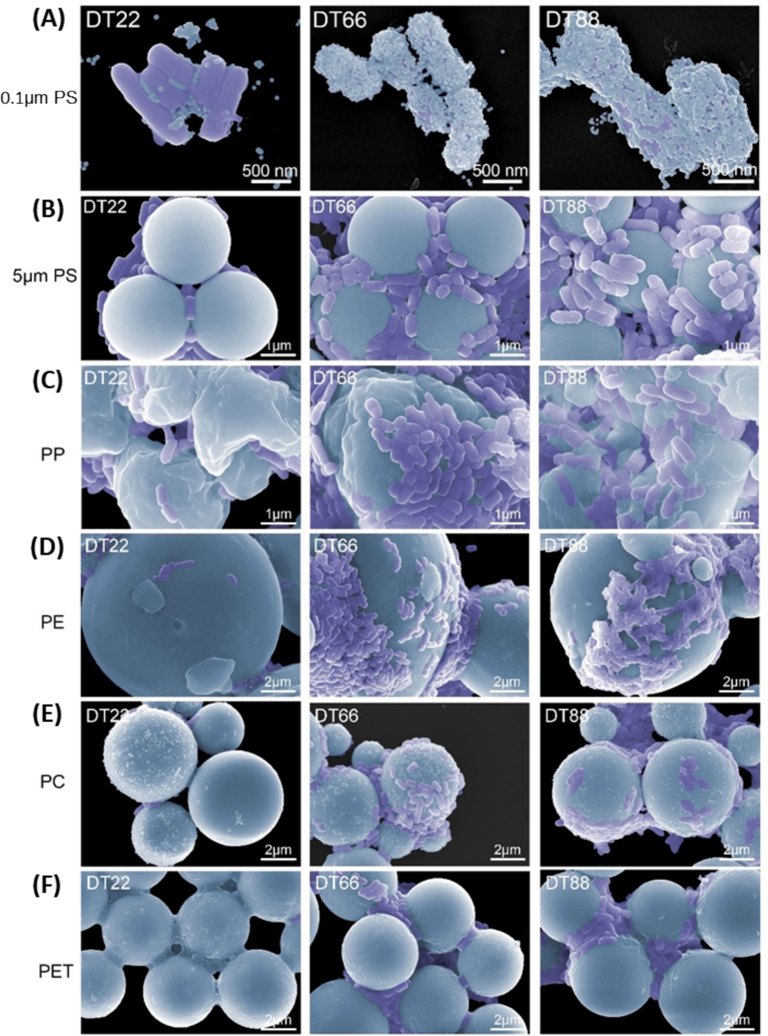 SEM images showing bacteria binding to six different types of microplastic particles