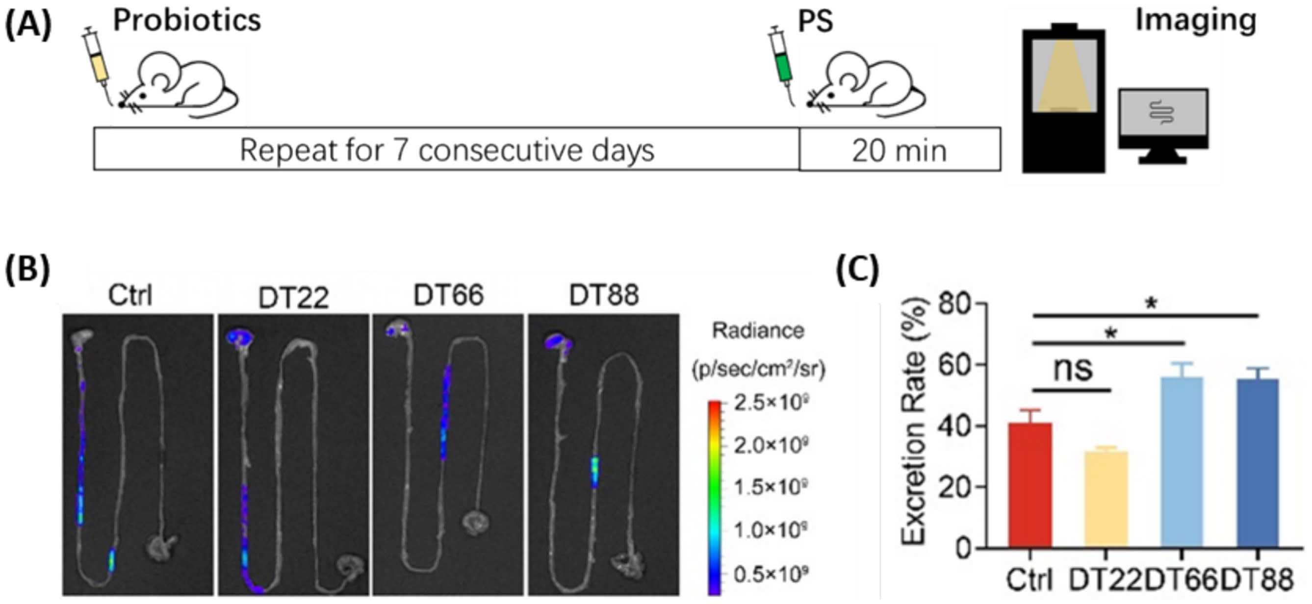 Experimental protocol and fluorescence imaging showing accelerated microplastic transit in probiotic-treated mice