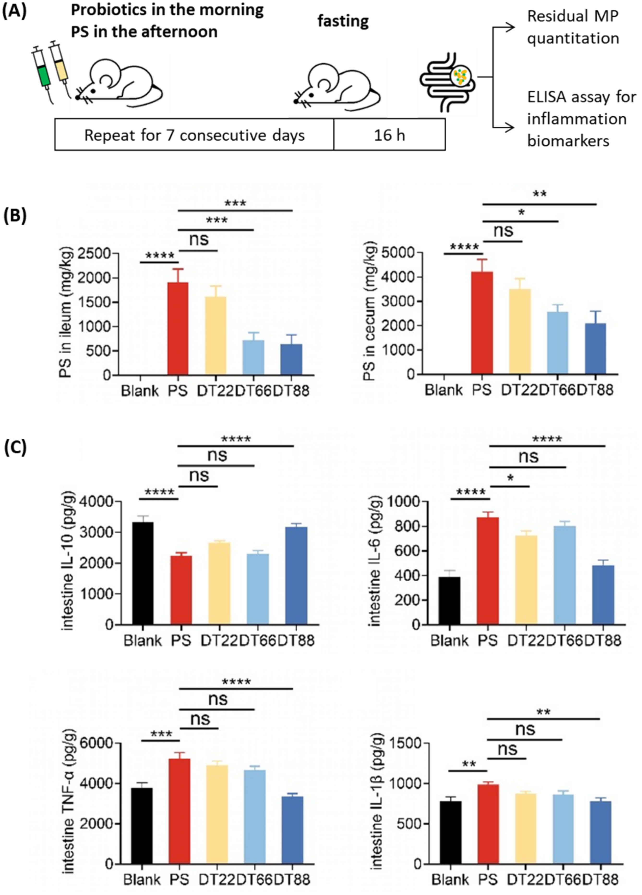Bar charts showing reduced microplastic retention and reduced inflammation markers in probiotic-treated mice
